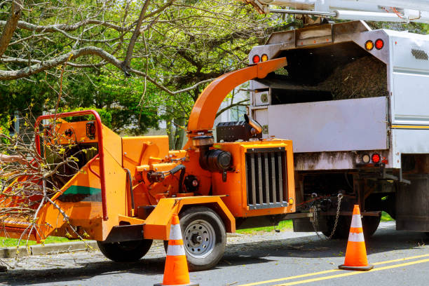 Why Choose Our Tree Removal Services in Crystal, MN?