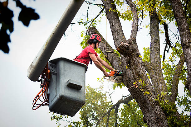 Trusted Crystal, MN  Tree Services Experts